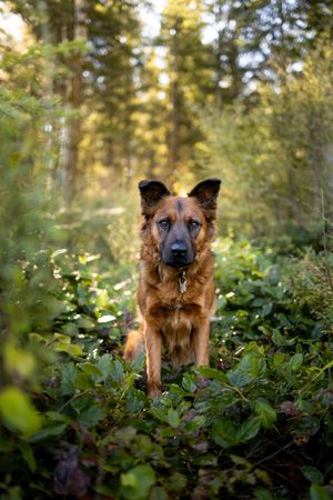 Outdoor dog portrait in natural landscape