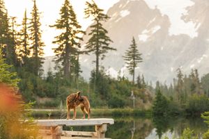 German Shephard photographed at Mount Baker wilderness