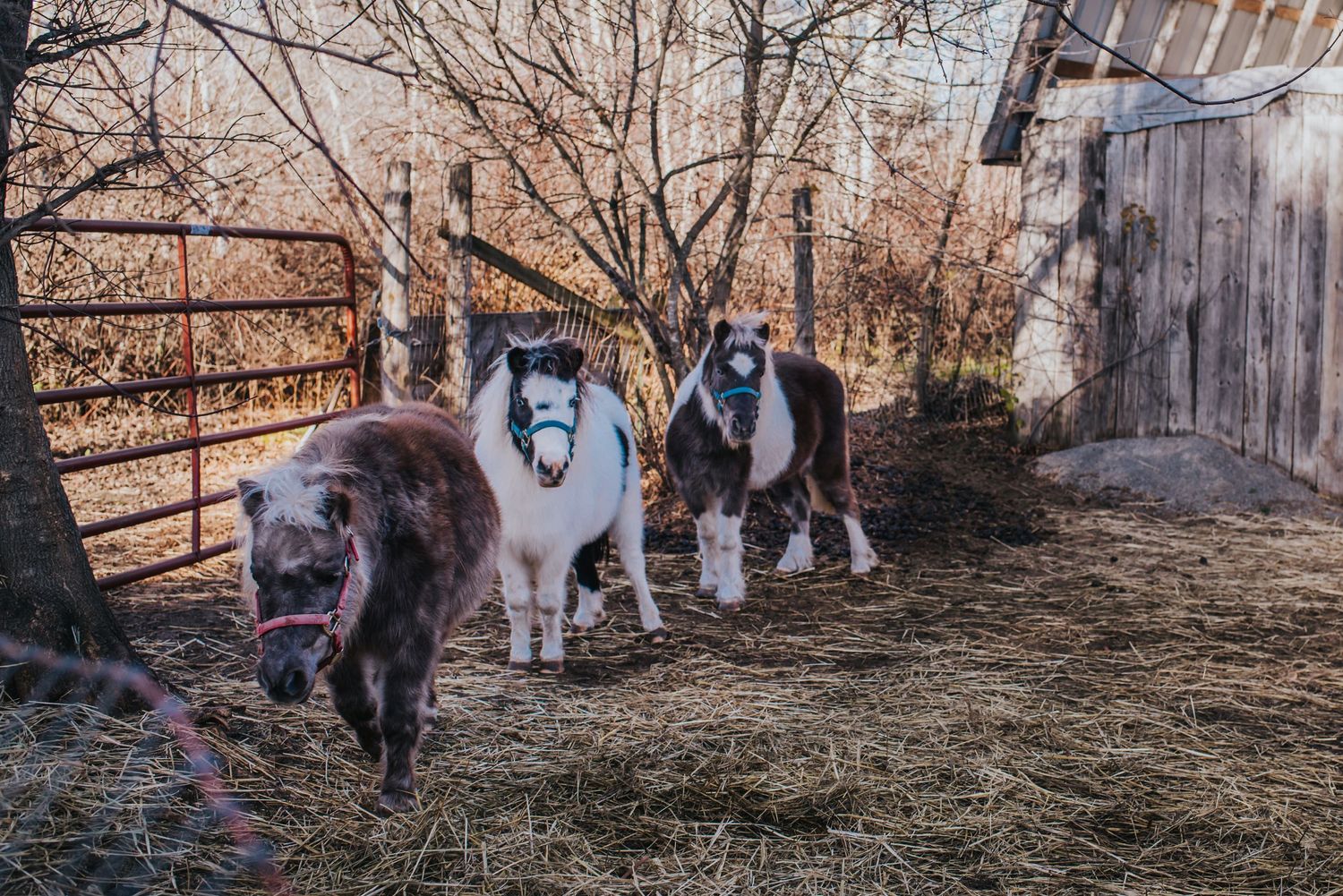 3 miniature ponies at Healing Minis Farm School all stand in a line in their paddock.