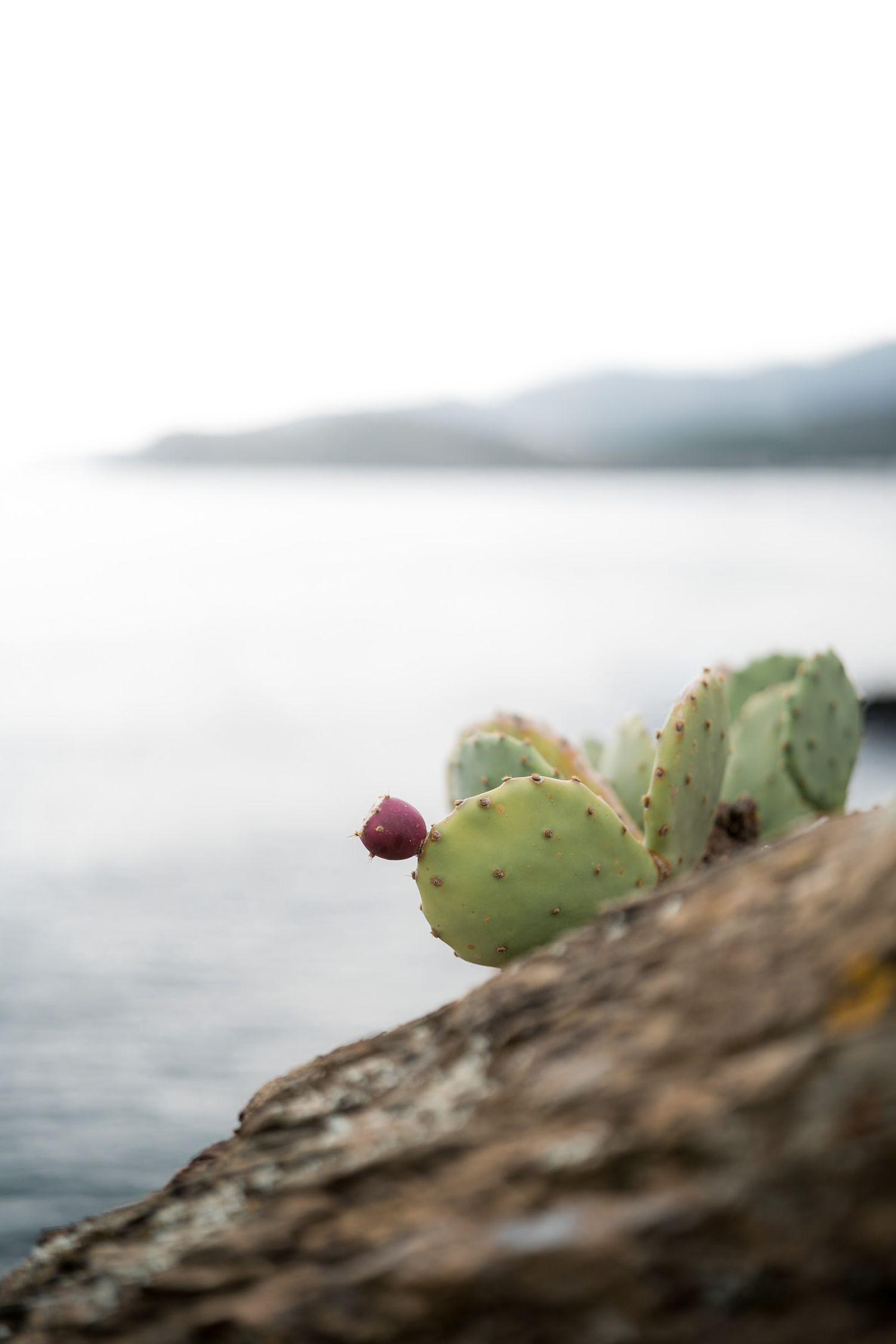 cactus sentier du littoral anse des paulilles