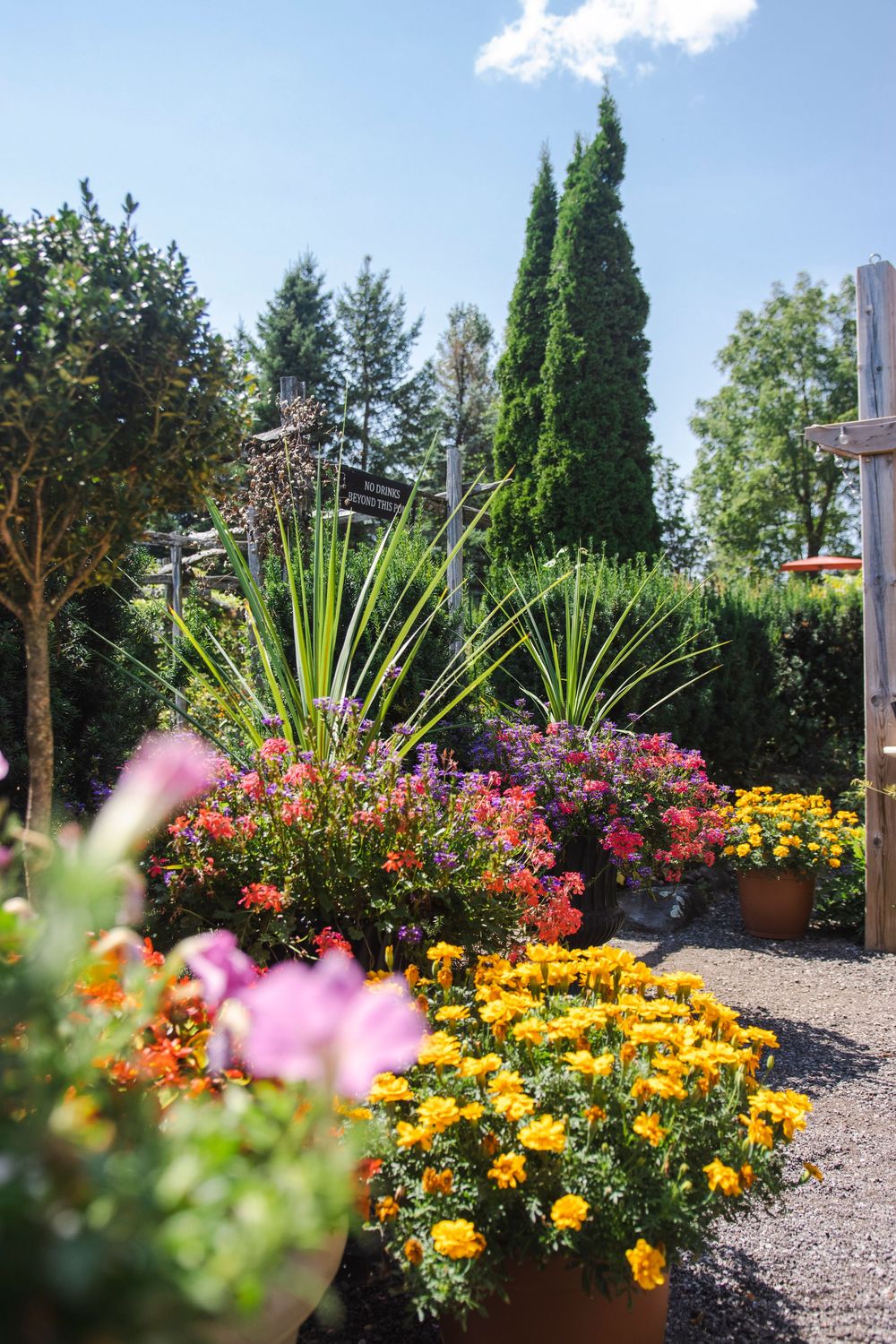 Colorful garden path with vibrant yellow marigolds and pink flowers bordered by ornamental grasses and evergreen trees.