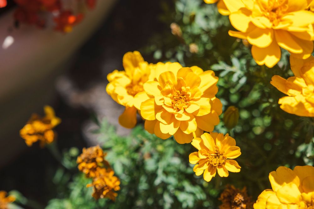 Vibrant orange and yellow marigold flowers bloom in a garden with lush green foliage in the background.