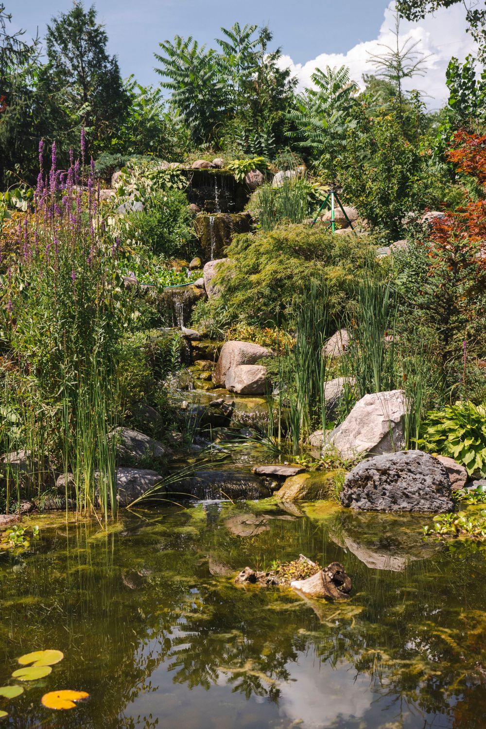 A tranquil garden pond surrounded by lush vegetation, rocks, and water lilies reflects the natural landscape.