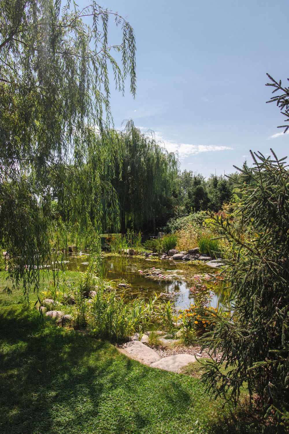 A serene garden pond surrounded by weeping willows and lush greenery on a sunny summer day.