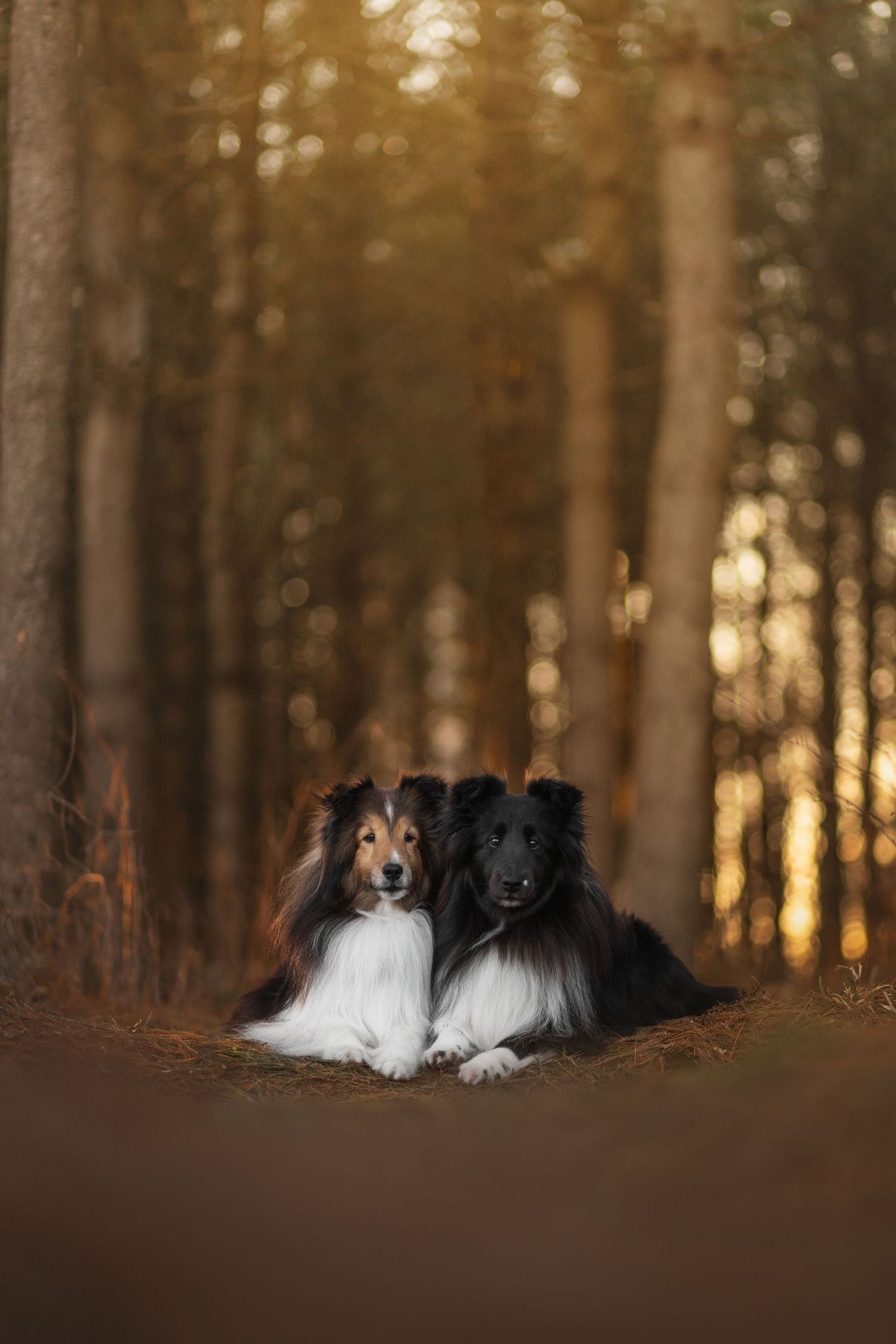 dog-portrait-photoshoot