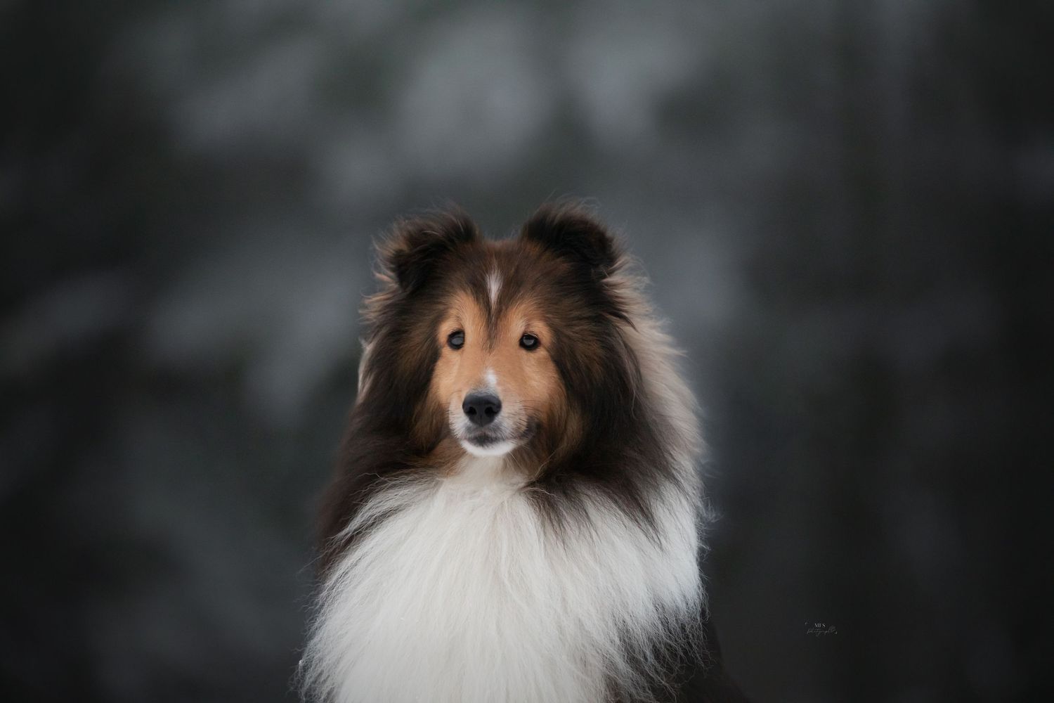 dog-portrait-photoshoot