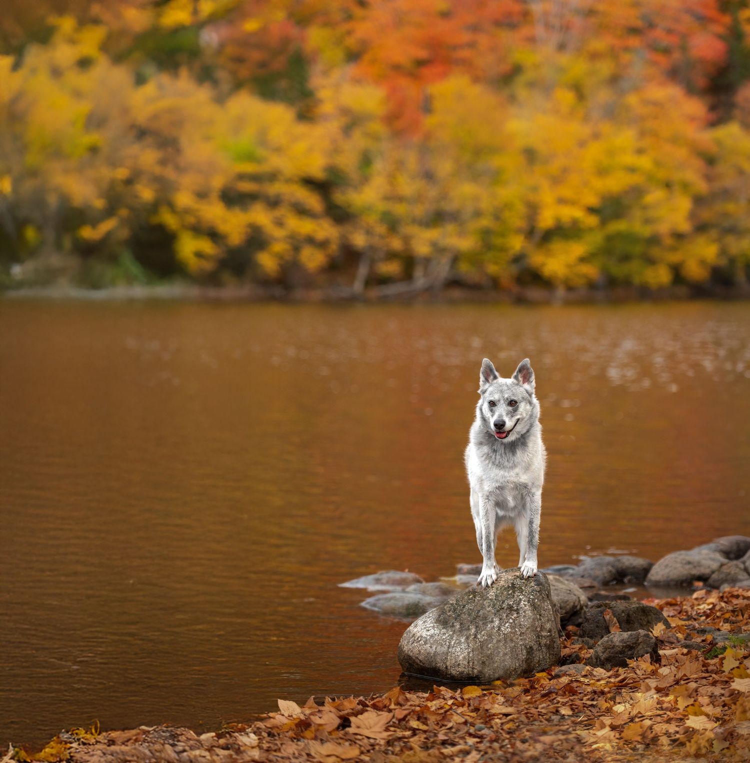 pet photography retreat in Novia Scotia