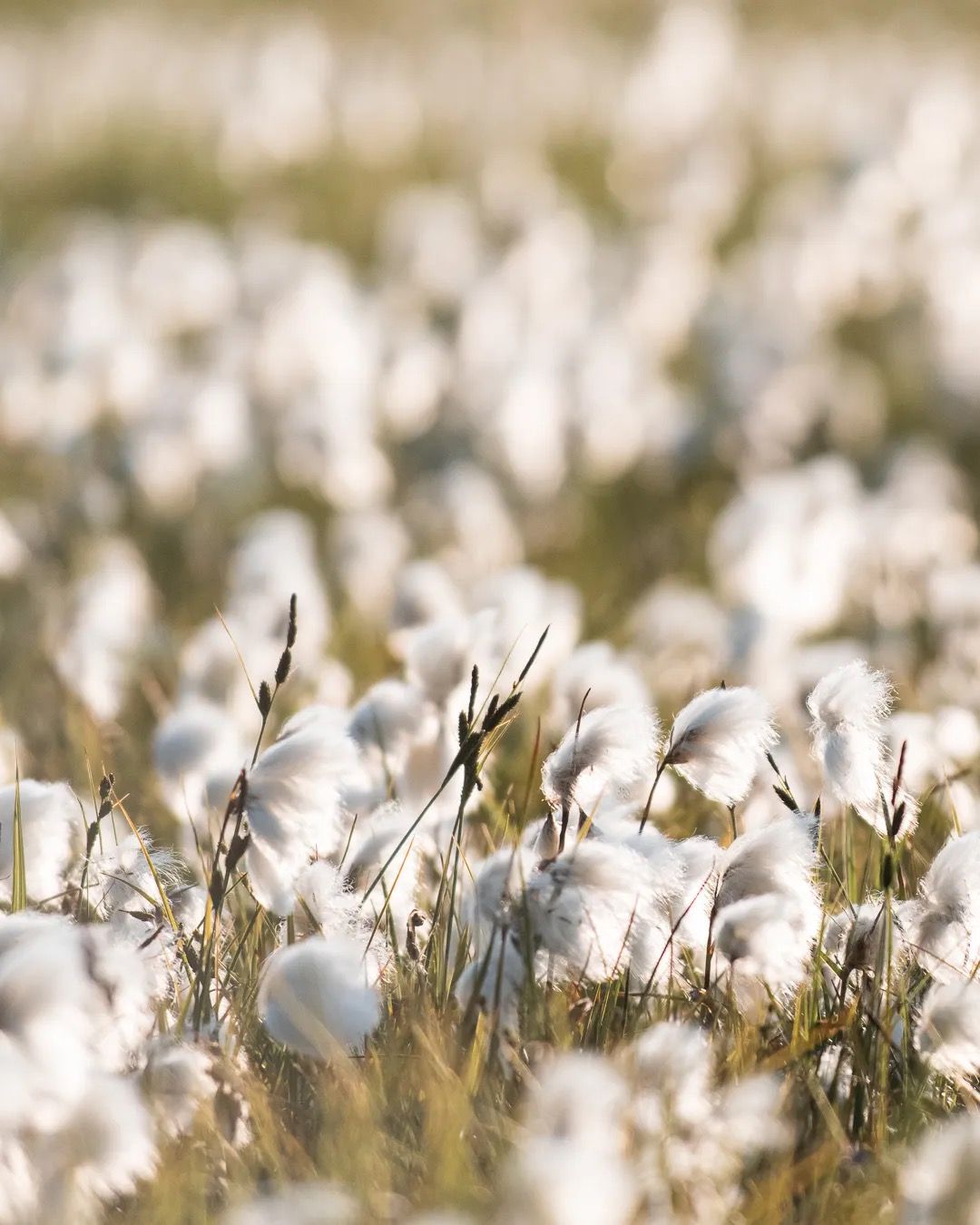 Close-up of white wildflowers glowing in soft golden light.