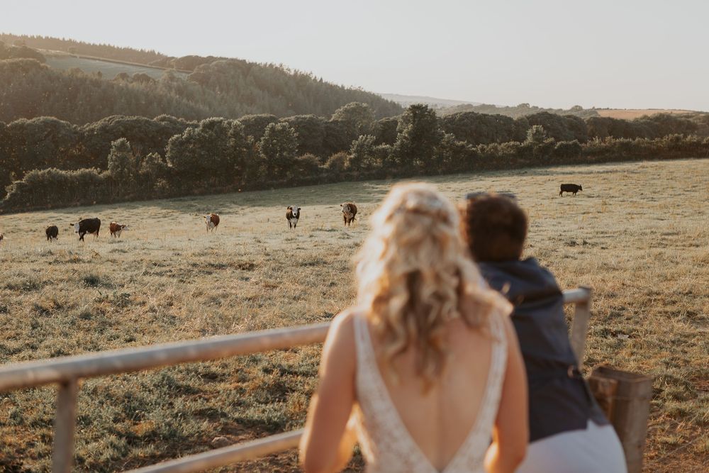 Bride and groom watching cattle graze in a sunlit farm field during golden hour wedding photography.