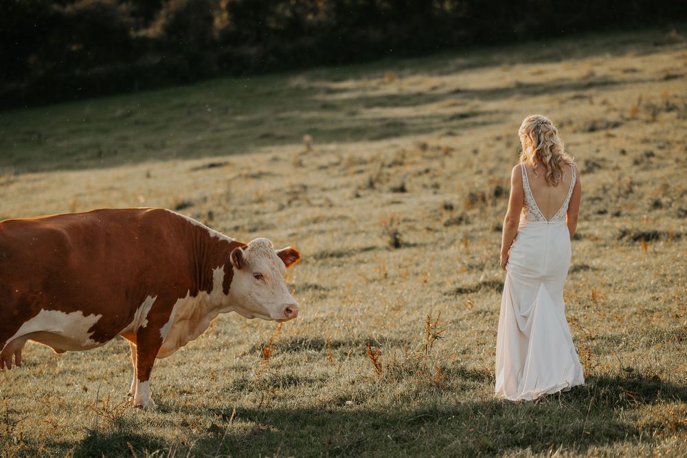 Bride in elegant white gown standing near a brown and white cow in a golden sunlit farm field.