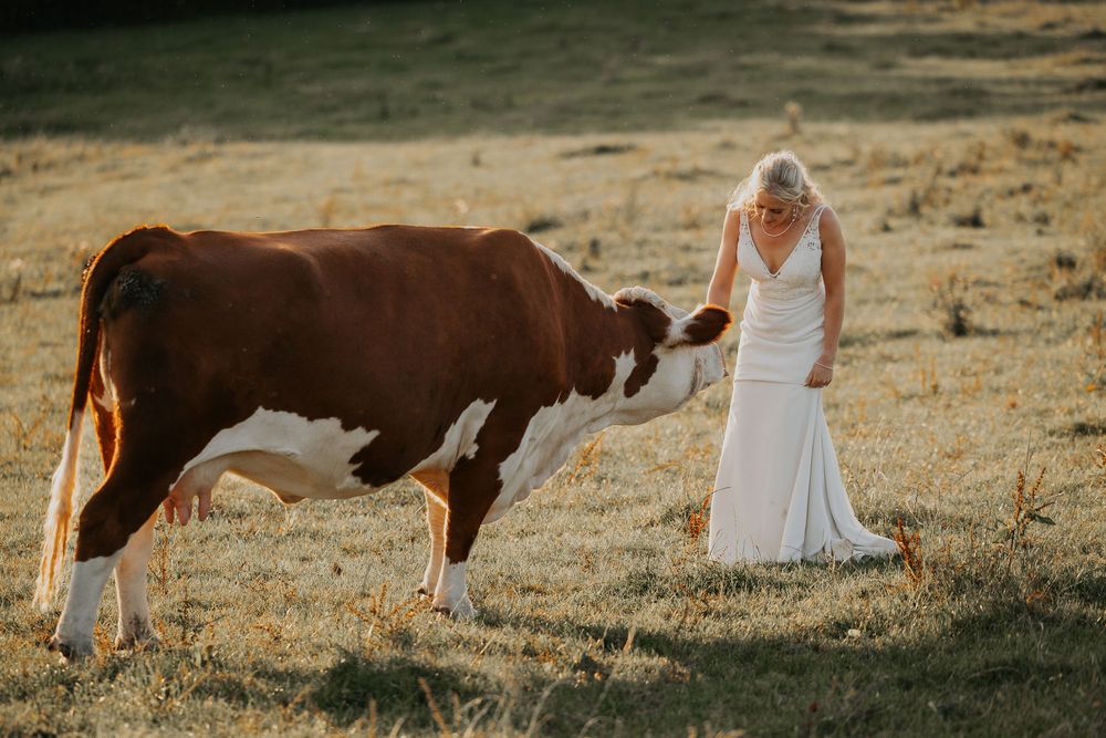 Bride in white wedding dress gently interacting with a brown cow in a warm sunlit pastoral field.
