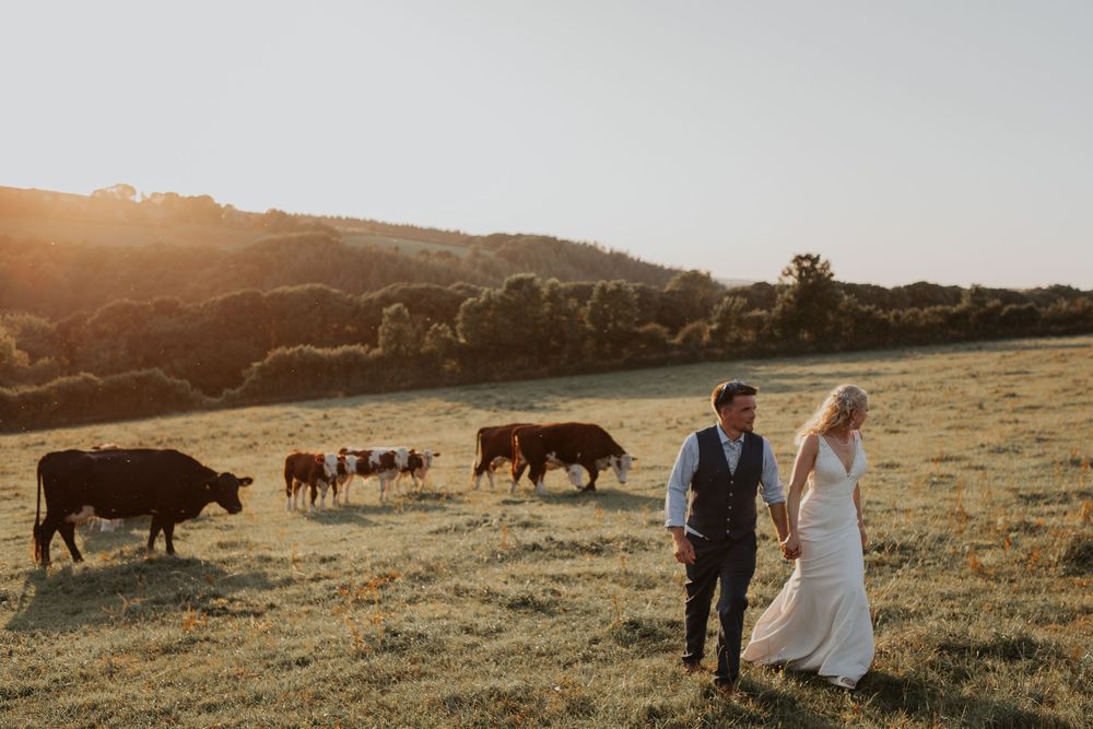 Bride and groom walking hand in hand through a golden field with cattle grazing at sunset.