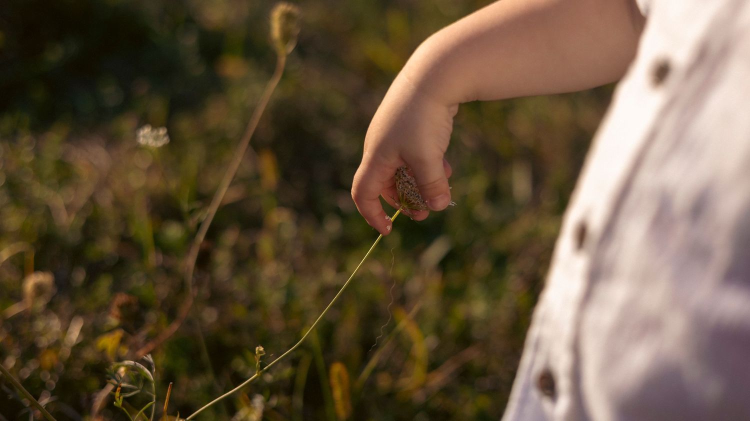 A small hand reaches out to touch a delicate plant stem in a sunlit garden setting.