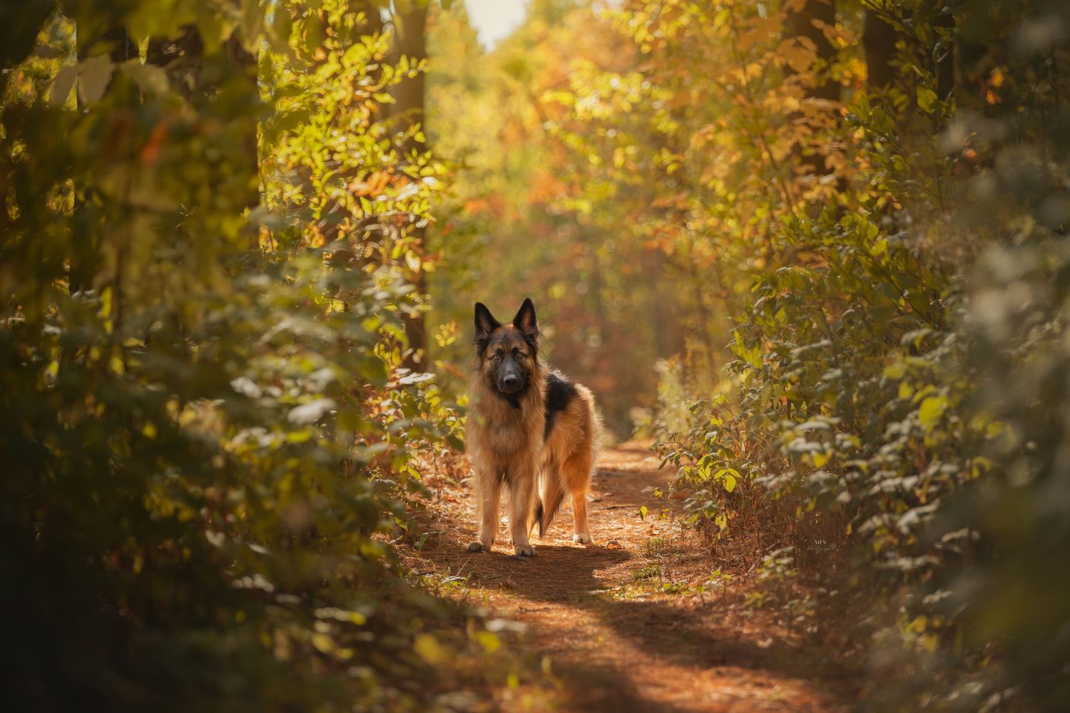 dog-portrait-photoshoot