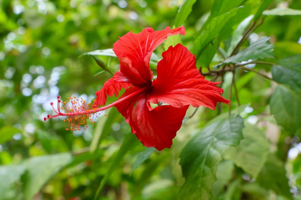 Full color photo of a red flower, leaves in the background