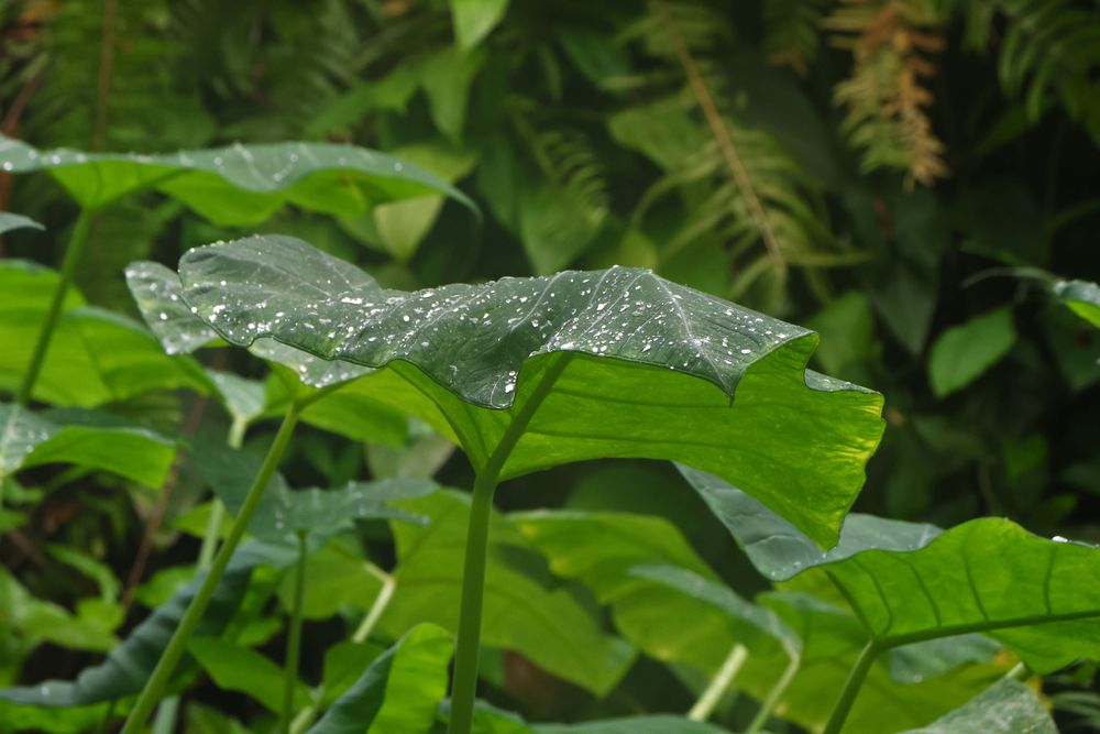 Full color photo of large leaves with water droplets on them