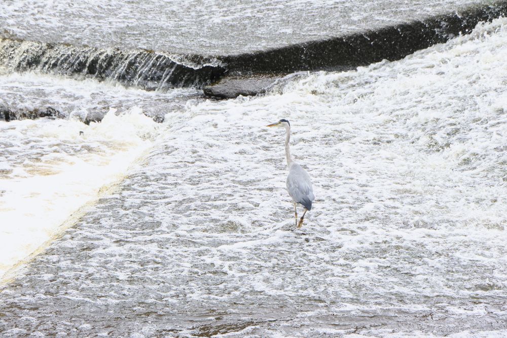 Full color photo of a crane in heavily flowing rapids