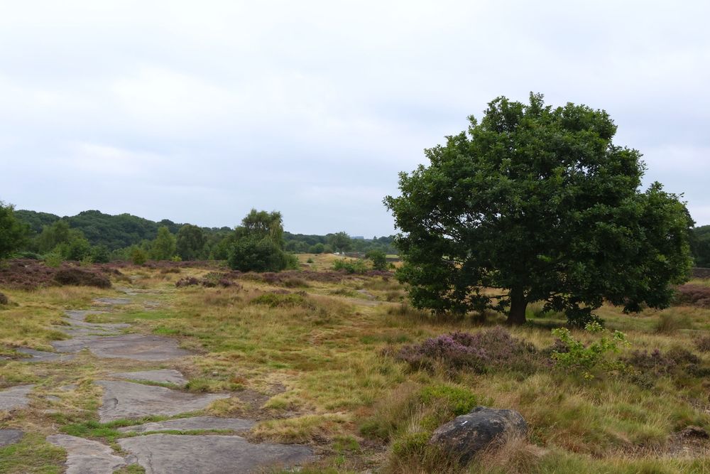 Full color photo of an open field, a tree on the right side, grass lackluster in color