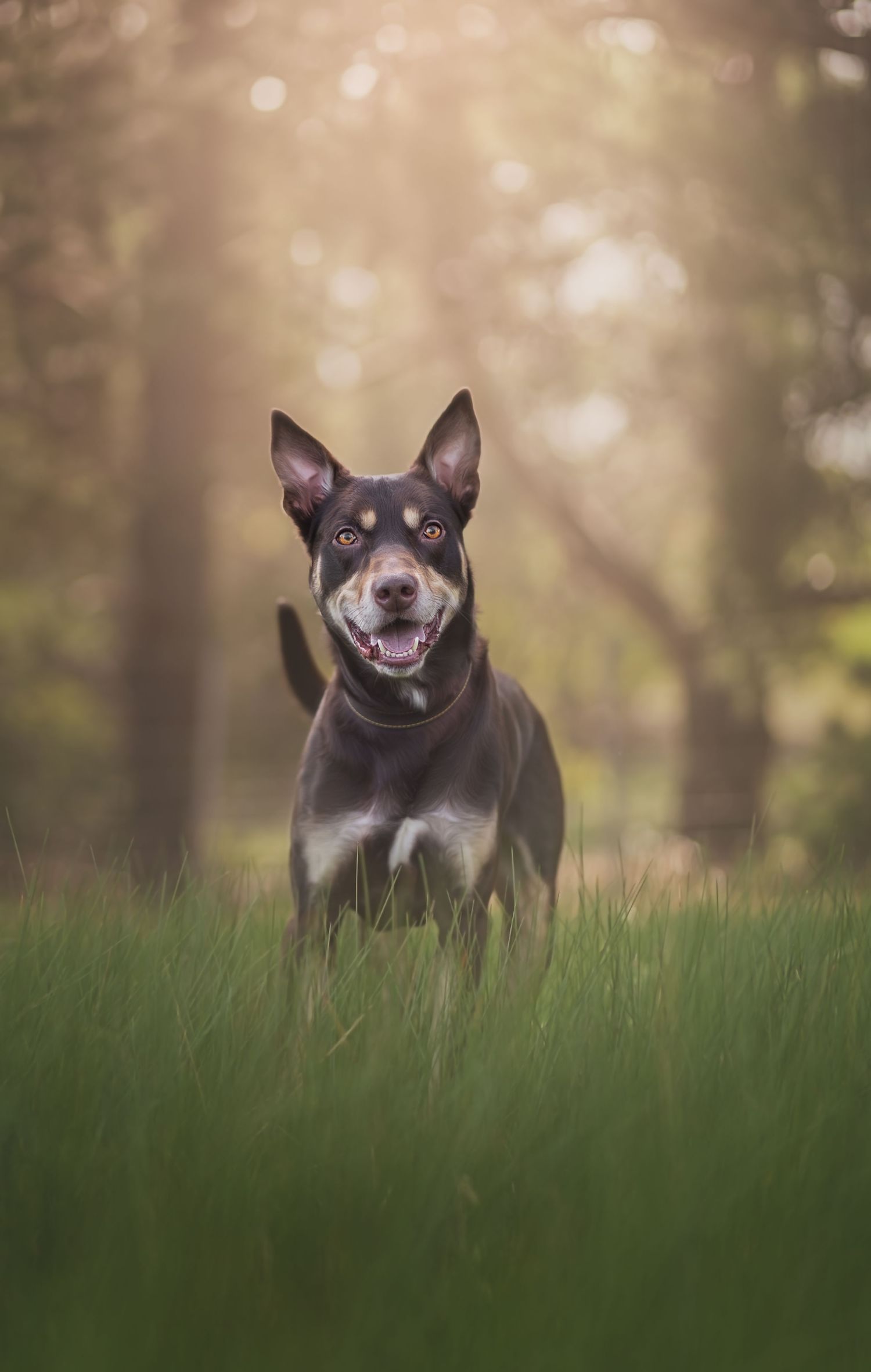 Kelpie dog photography at the Surf Coast during sunset