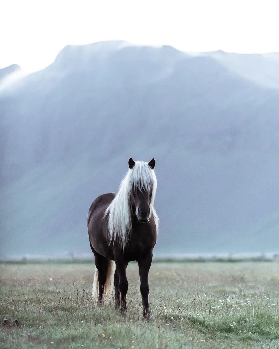Icelandic Grey horse looking directly toward the camera with rugged mountains behind.
