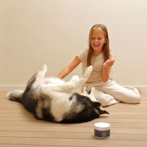husky dog model in Europe, Spain