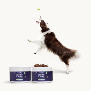 Active dog jumping to catch tennis ball above Wuffy Joint & Bone chewable supplements pet product photography by a professional photographer