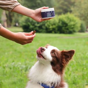 Border collie dog model in Spain, pet model for product photography. Modelo de perro para productos de mascotas en España
