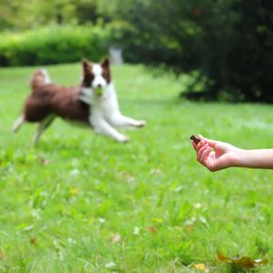 Border collie dog model in Spain, pet model for product photography. Modelo de perro para productos de mascotas en España
