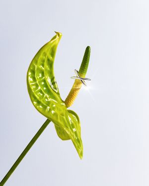 Anillo de plata colocado sobre espádice verde de anthurium, fotografía artística de joyería con fondo claro, Vitoria, España, Euskadi