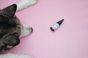 Perro Husky observa frasco de aceite de cáñamo Furvizo sobre fondo rosa fotografía de producto realizada por un fotógrafo profesional