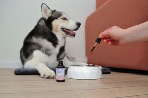 Fotografía de producto para mascotas con el modelo, husky perro model