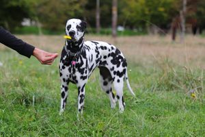 Dálmata, mascota para fotos de productos en españa. Dalmatian, dog model for pet products in Europa, Spain