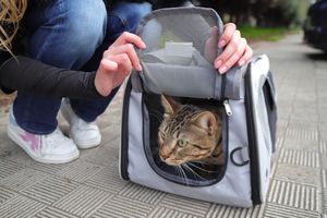 Tabby cat peeking out of soft-sided pet carrier held open by person in casual outfit  pet lifestyle photography by  professional photograper