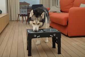 Husky dog eating from dogs plate at home, pet dog model in Spain