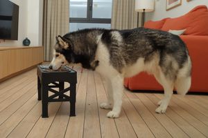 Large husky dog eating from raised feeding station in modern living room with red couch and wooden floor pet lifestyle photography in Spain