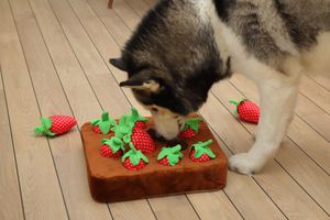 Husky dog looking for food in Strawberry Farm Dog Toys for Dogs. Dog pet model in Spain. Modelo de perro en España para fotografía de produc