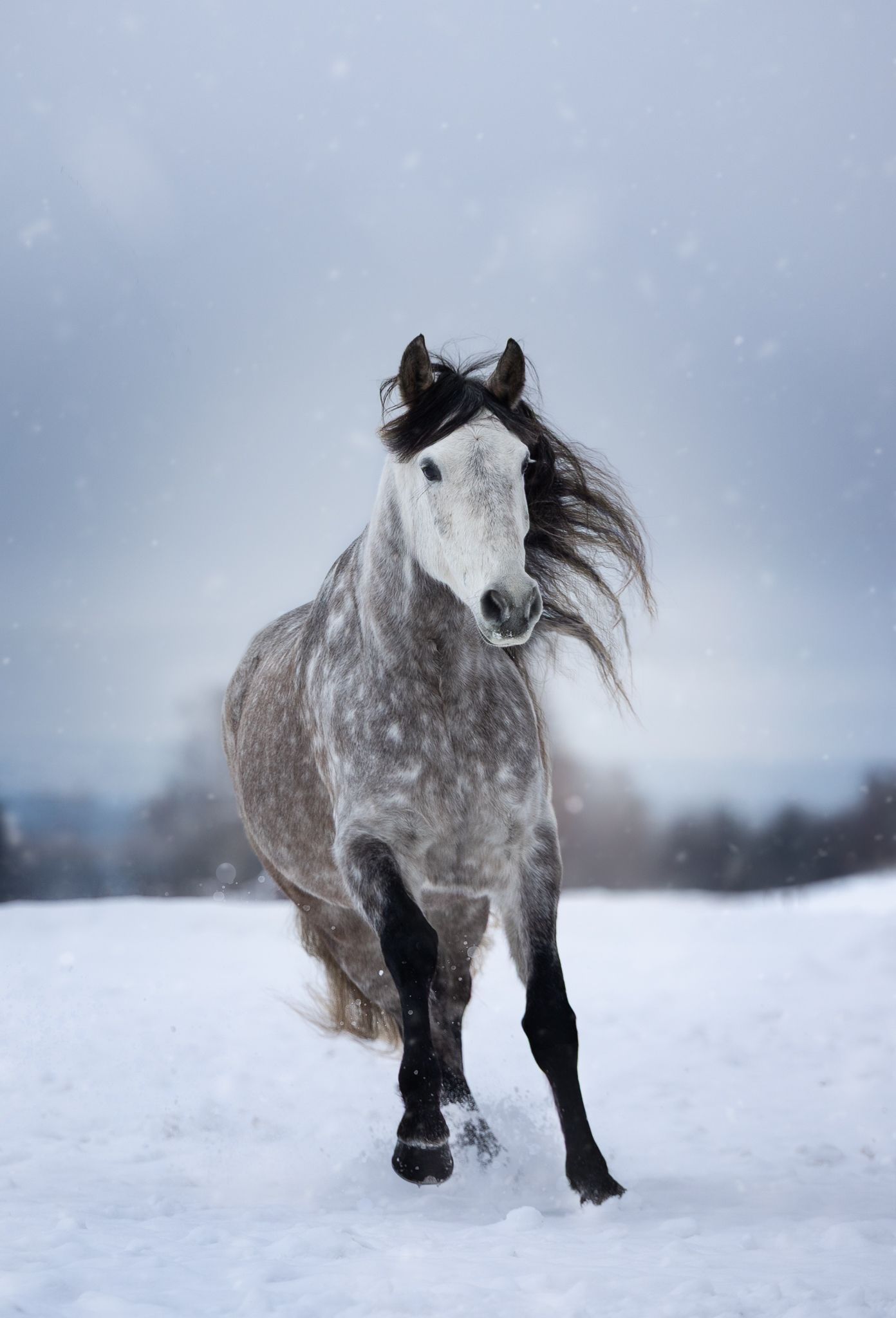 A dappled gray horse gallops through deep snow with its mane flowing in the winter wind.