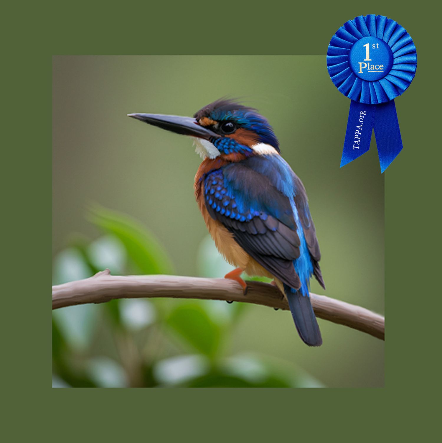 Riverview Newborn Photographer Award Winning