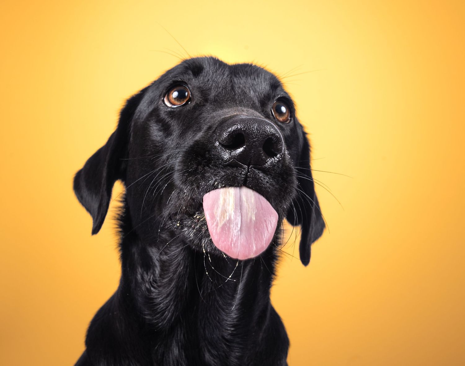 Dog photo shoot Oxford
Professional dog photographer Oxford.
Dog photographer near me
Reactive dog photographer
Dog photo shoot price