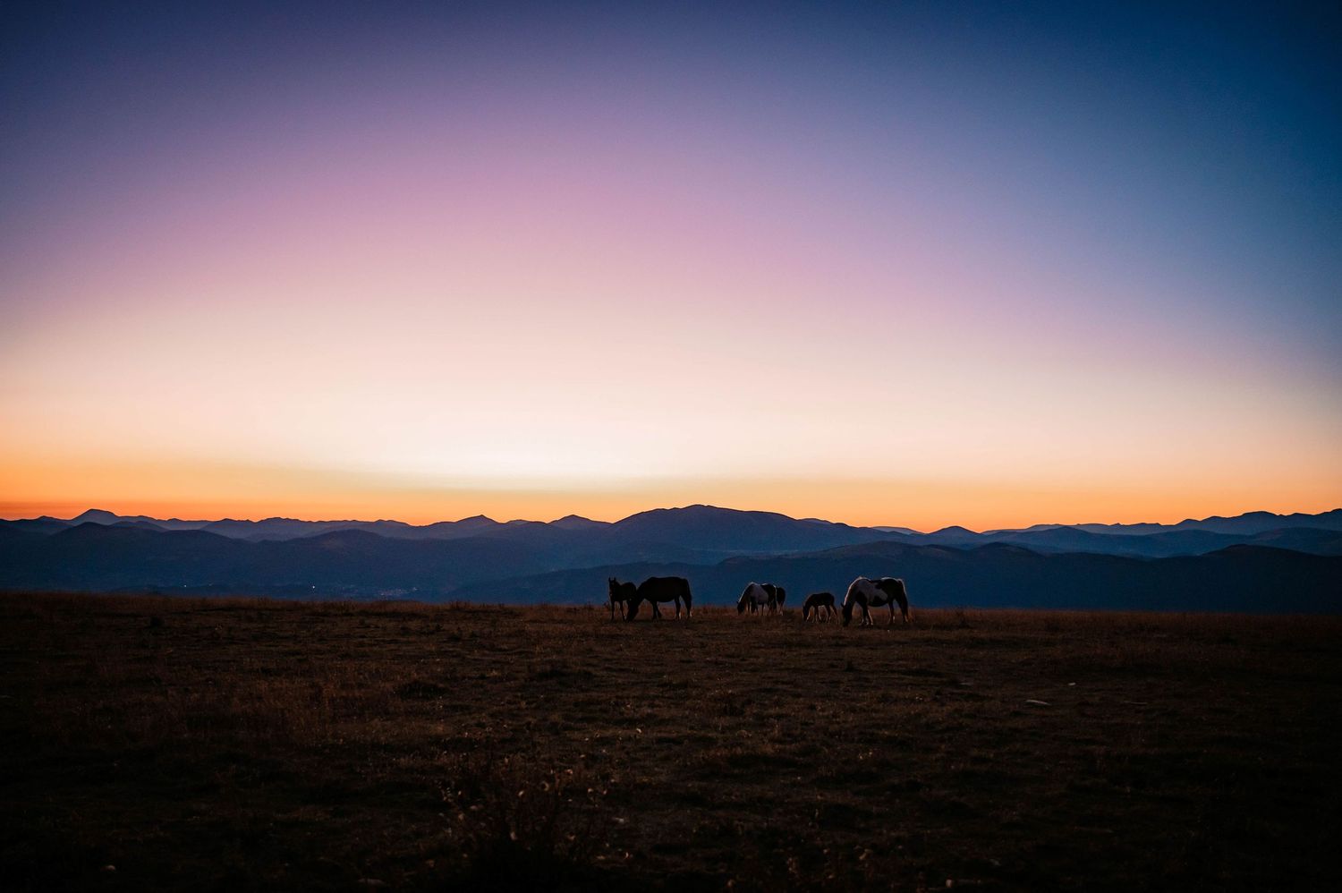 Wilde paarden tijdens de opkomende zon op de Monte Subasio