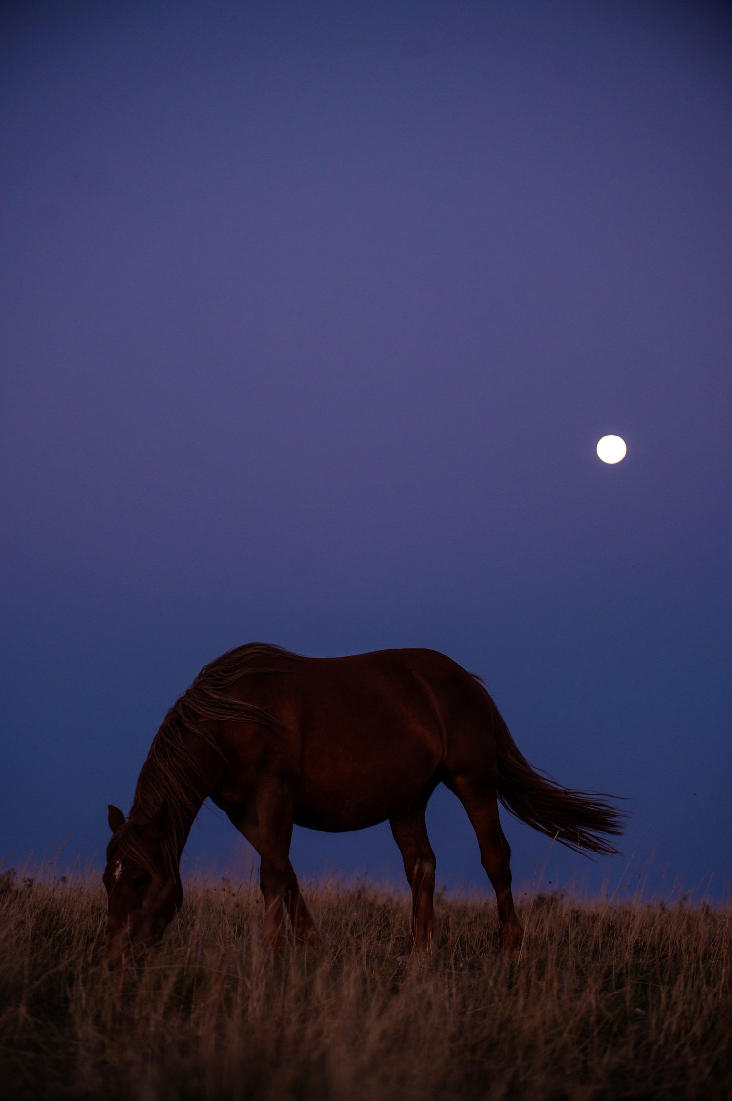 Silhouet van paard met de maan op de achtergrond net voor zonsopkomst in de bergen.