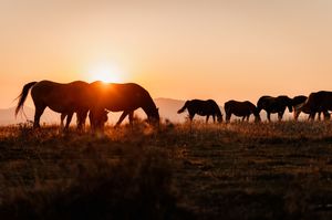Groep wilde paarden in beweging over berghelling in ochtendlicht.