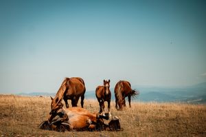 Paard dat ontspannen rolt op de Monte Subasio.