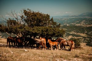 Wilde paarden rusten heerlijk onder een grote boom tijdens de warme zomer op de Monte Subasio.