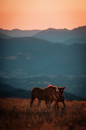 2 veulens samen aan de wandel tijdens de zonsopgang op de Monte Subasio Italie.