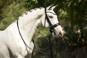 Close-up profile of white horse with bridle against dark green background.