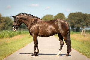 Dark horse standing in profile showing leg wraps and riding equipment.