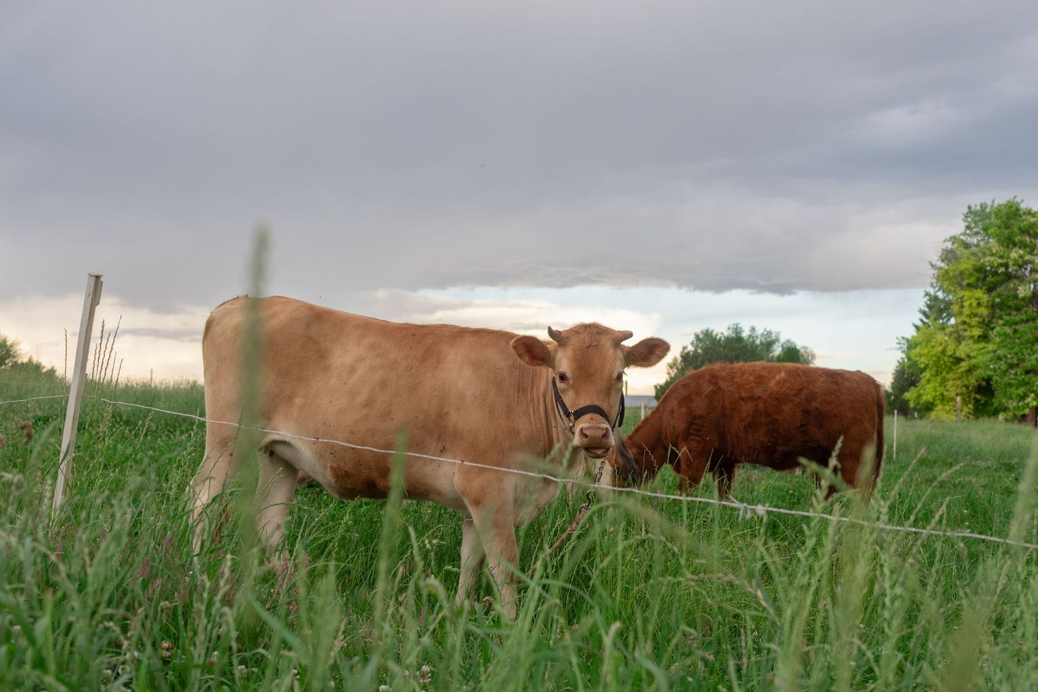 two cows in a field in meridian idaho in late spring.