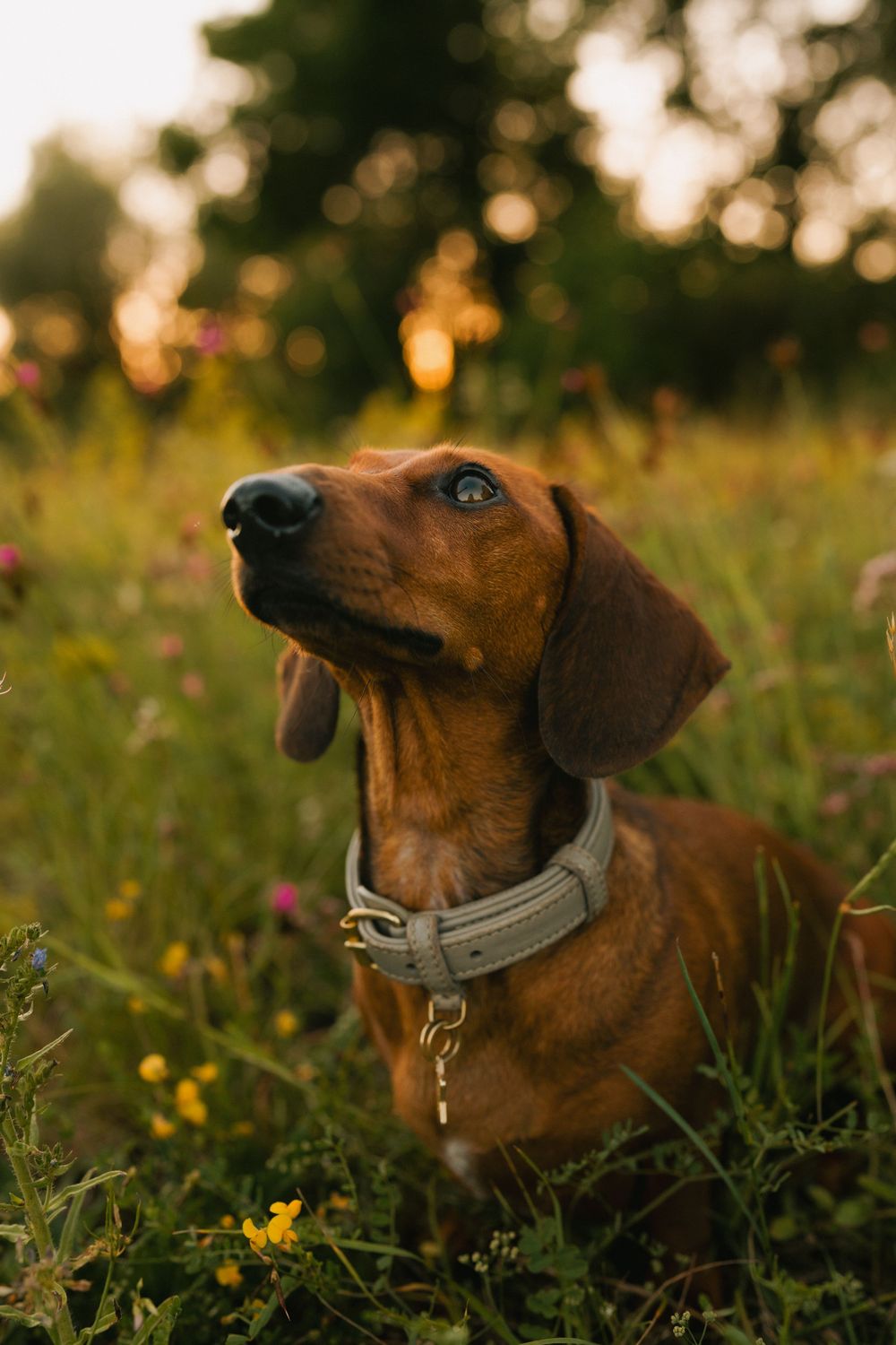 Mensch-Hunde-Shooting mit einem Dackel und seiner Besitzerin auf einer Wildblumenwiese im Landkreis Dingolfing-Landau, Niederbayern