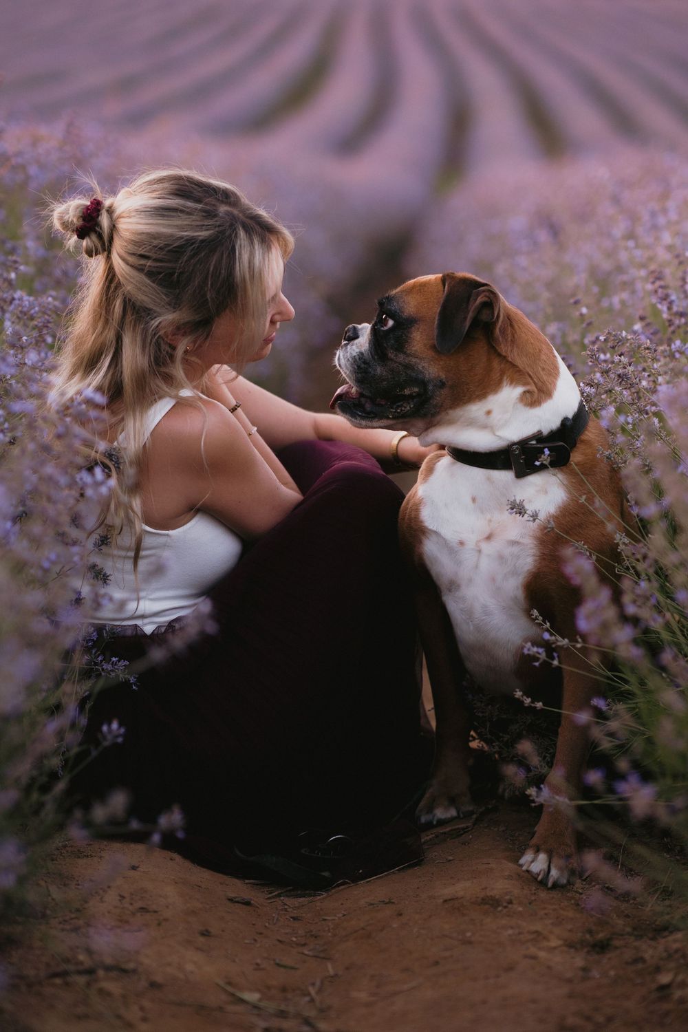 Mensch-Hund-Shooting mit einer Boxerhündin und ihrer Besitzerin im Lavendelfeld bei Adlstraß, Bayern